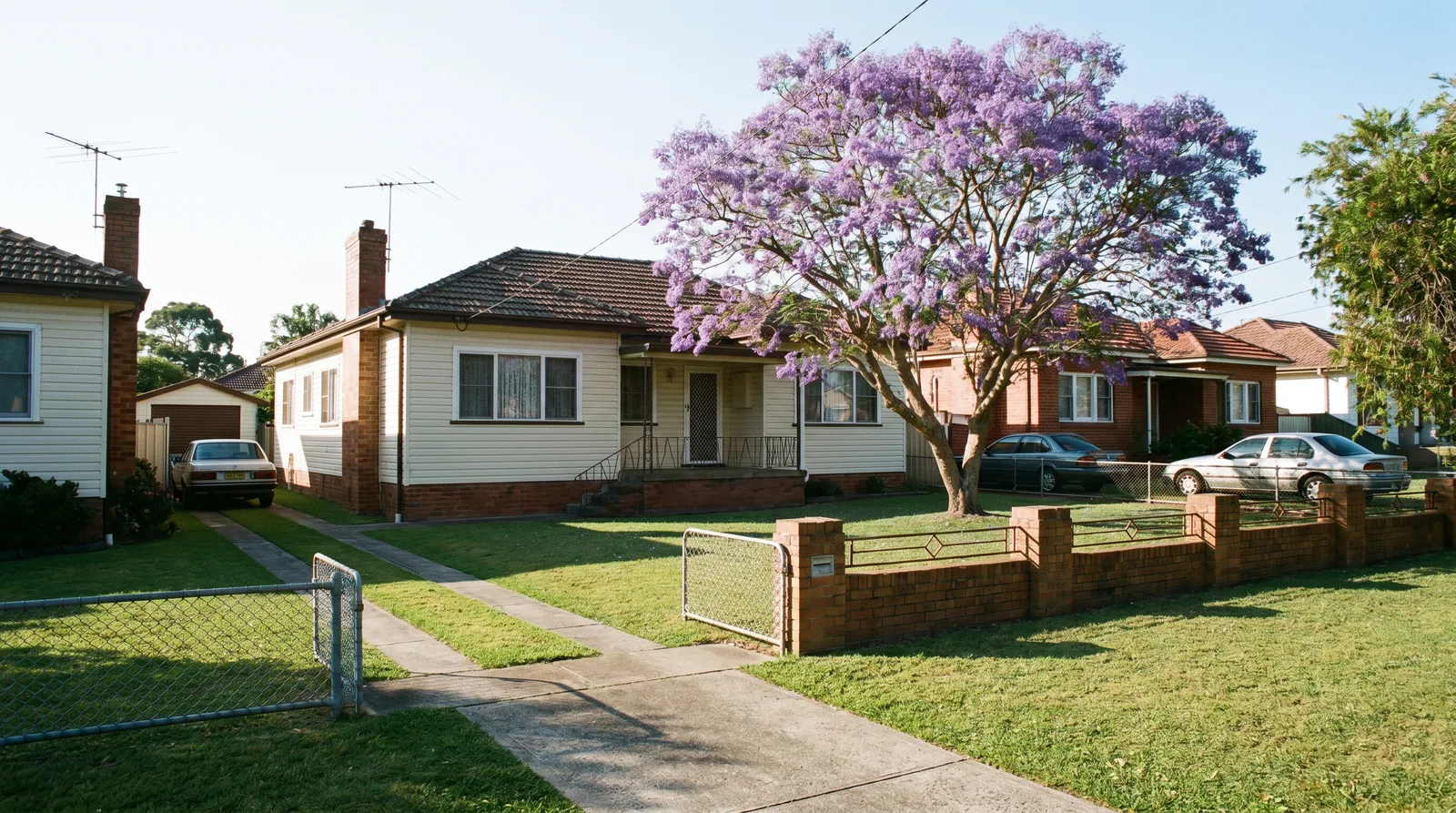 A quiet Canley Heights street of post-war houses with strip driveways and a flowering jacaranda